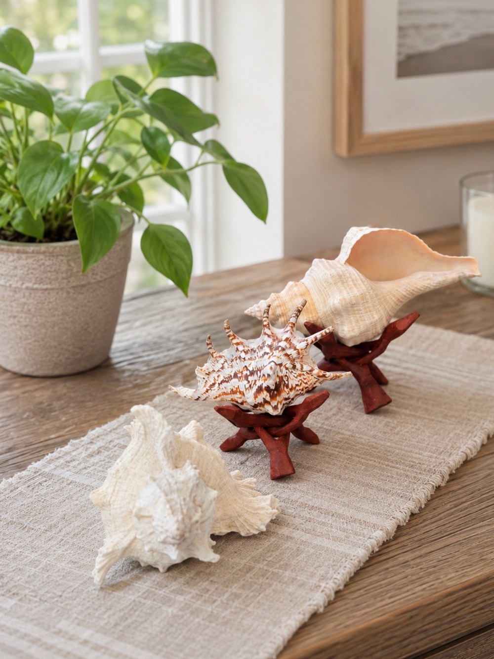 Coastal Trio | Real SeaShells | Nature's Art | Ocean Decor
